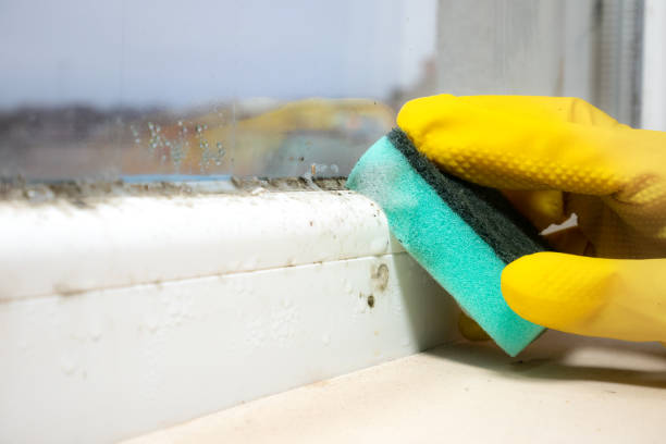 Reliable Salmon Brook, CT Mold Remediation Solutions